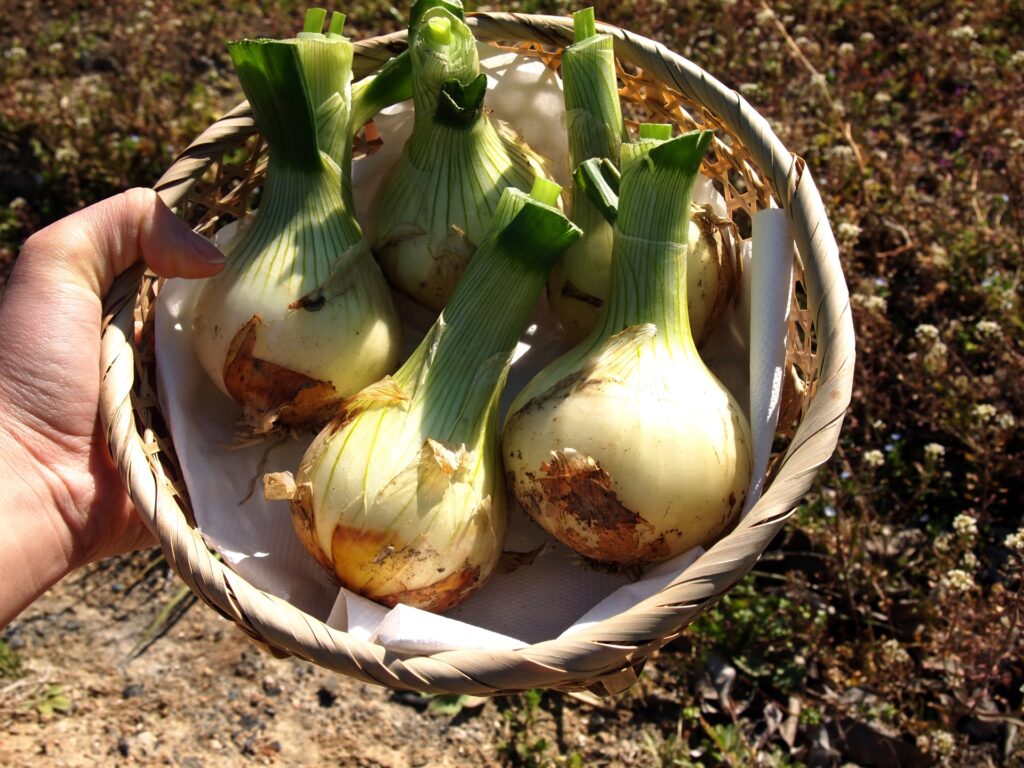 新玉ねぎ