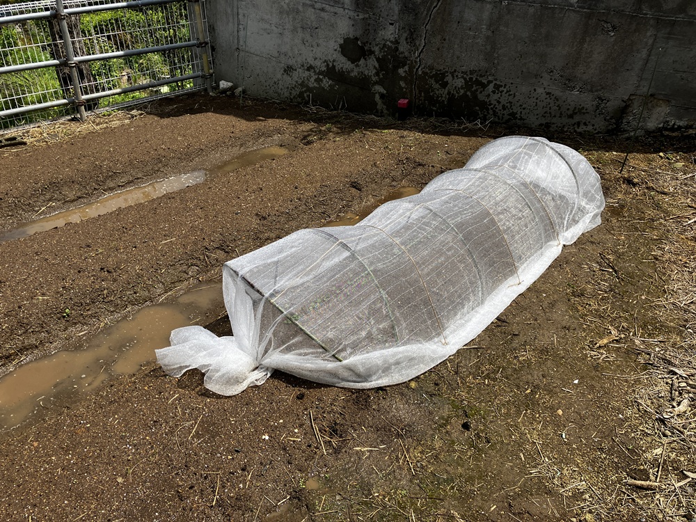 コマツナとニンジンを植えた畝にかけた防虫ネットの画像。