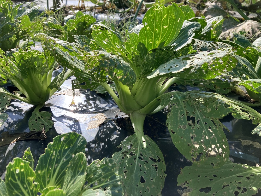 虫対策をしなかったために、葉っぱを虫に食われたチンゲンサイの画像。