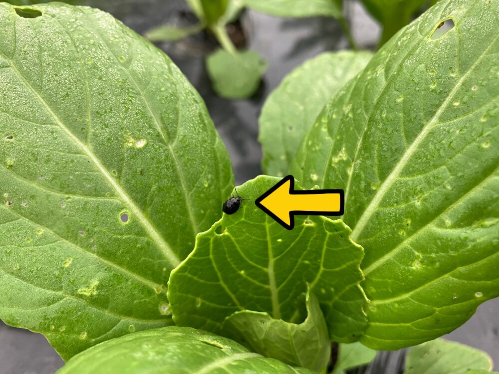 チンゲンサイの葉っぱに付いたダイコンサルハムシの接写画像。