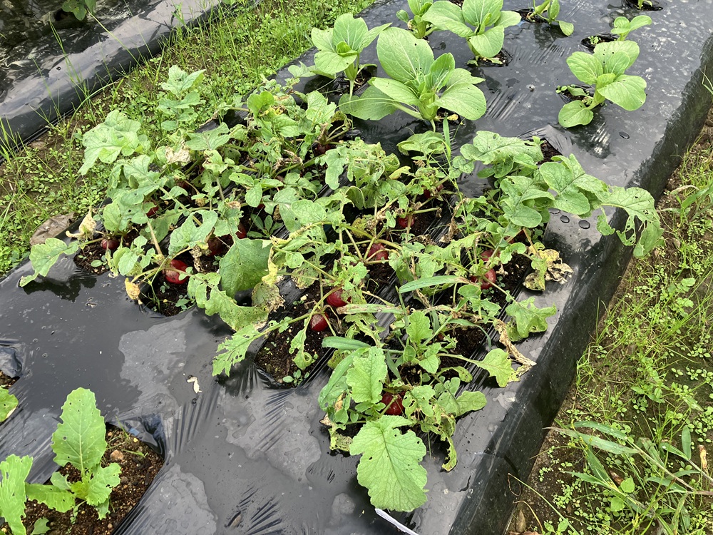 虫対策をしなかったために、葉っぱを虫に食われた二十日大根の画像。