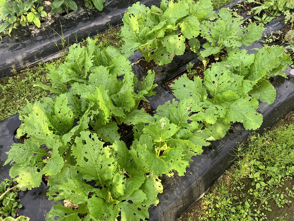 虫対策をしなかったために、葉っぱを虫に食われたカブの画像。