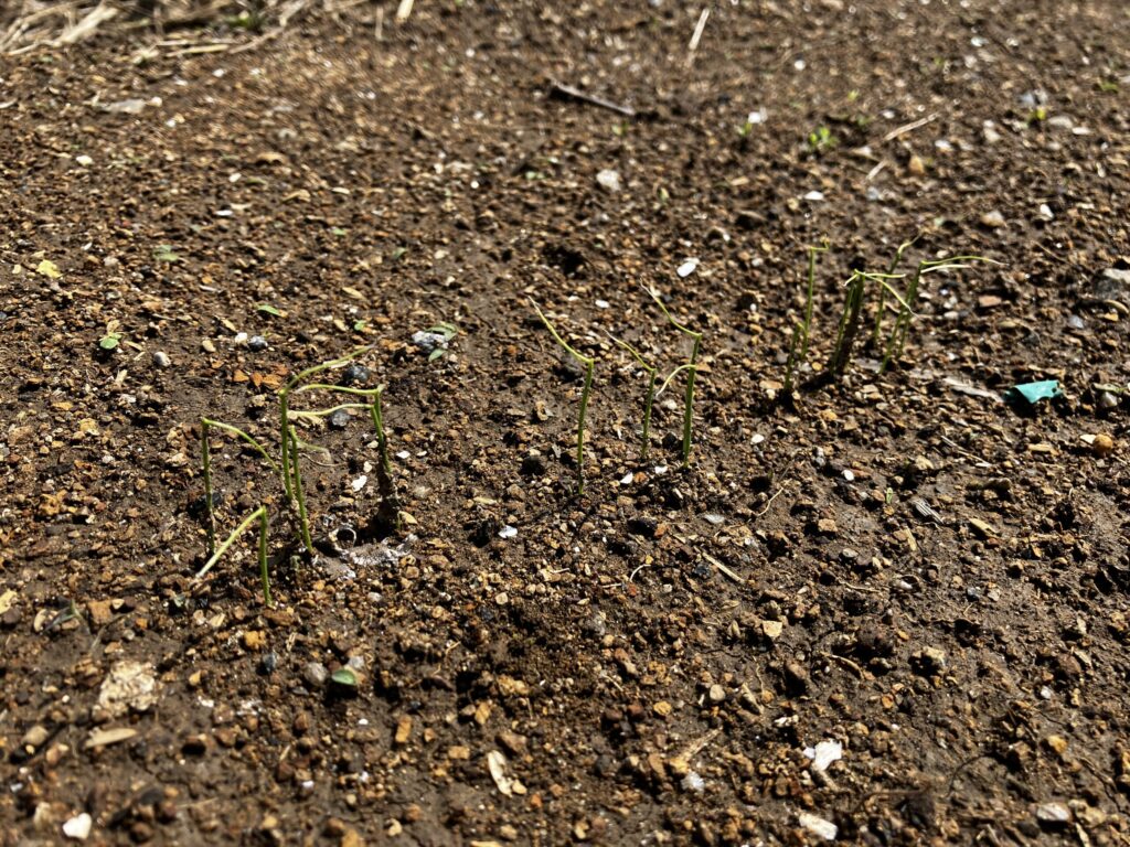 コンパニオンプランツを活かした栽培の一歩として、九条葉ねぎが発芽したところの写真。