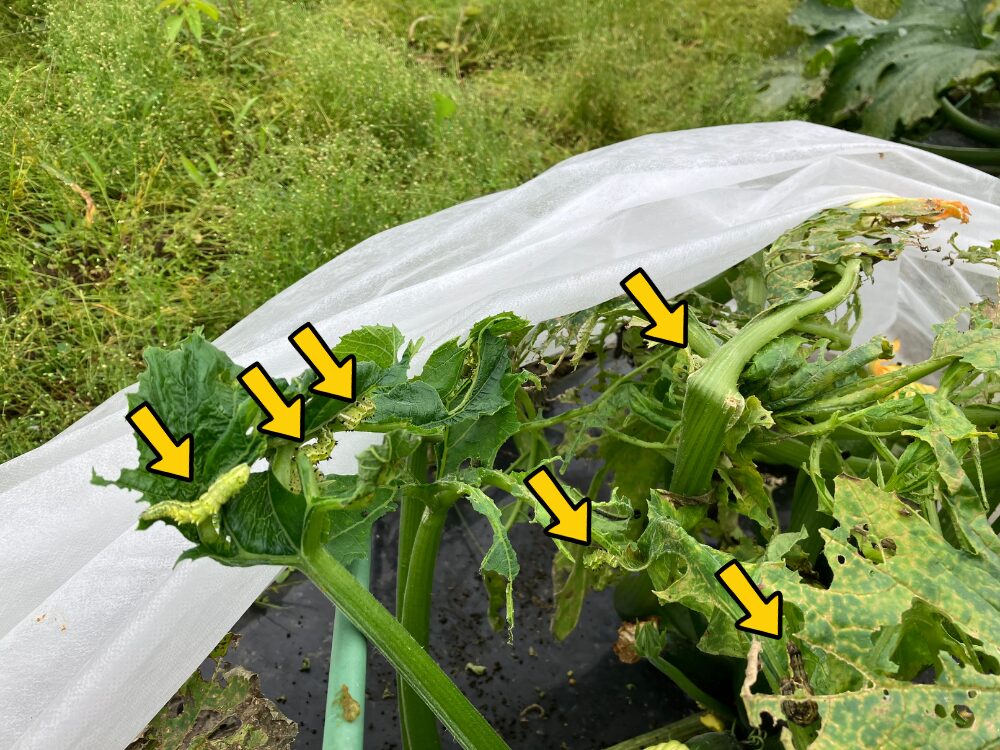 ズッキーニの葉に付いた、ウリキンウワバの幼虫の画像。