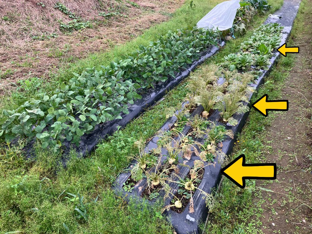 虫対策をしなかったために、葉っぱを虫に食われたカブ・二十日大根・チンゲンサイの全体を撮影した画像。