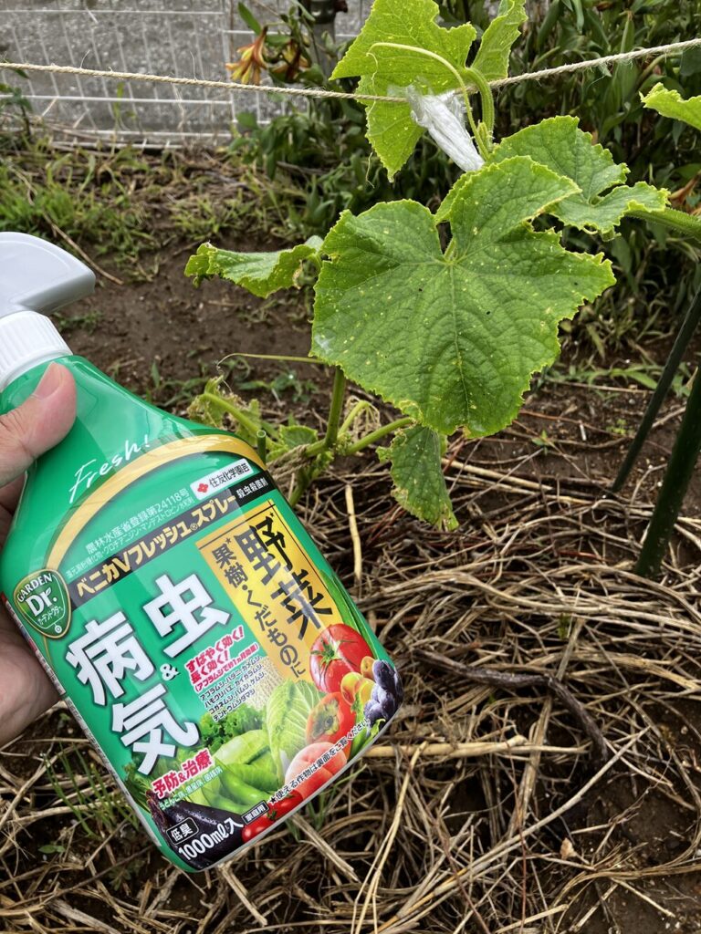 きゅうりのウリハムシ対策として購入したベニカVフレッシュスプレーの写真。