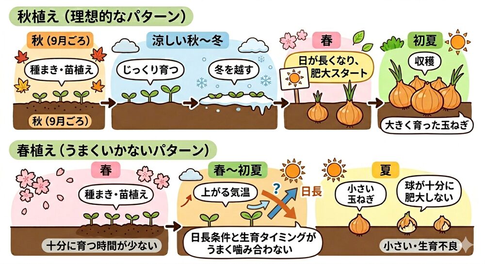 玉ねぎの苗を秋に植えた場合と、春に植えた場合で、それぞれどう経過するかを表した図。