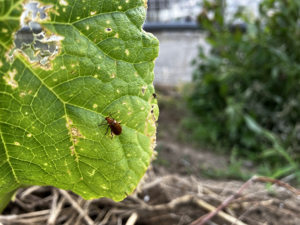 自分の畑にいたウリハムシの写真。キュウリの葉っぱの上に一匹のウリハムシが乗っている。