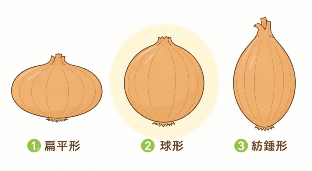 玉ねぎの3つの形、扁平形・球形・紡錘形の比較イラスト