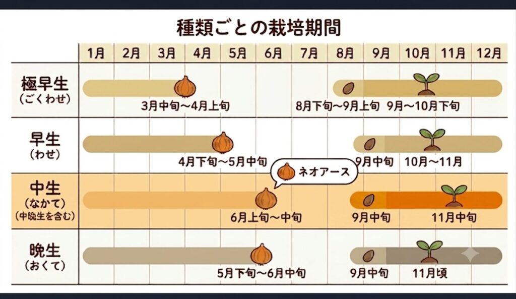 玉ねぎの早生・中生・中晩生・晩生ごとの栽培期間を示すグラフ